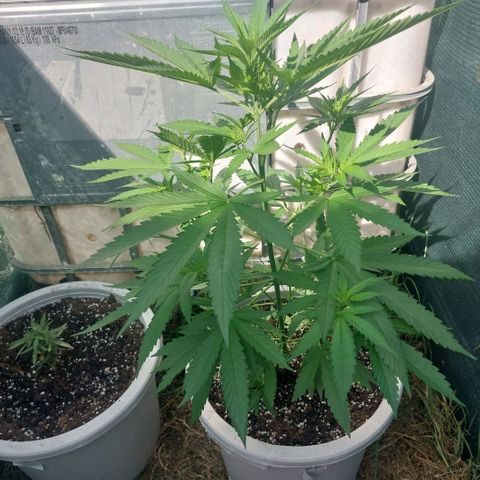Gorila blue  growlog timeline photo