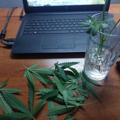 Gorila blue  growlog photo: Esquejes de v
Gorila madre 