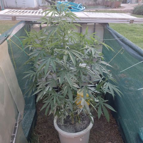 Gorila blue  growlog photo: Esta espectacular 
