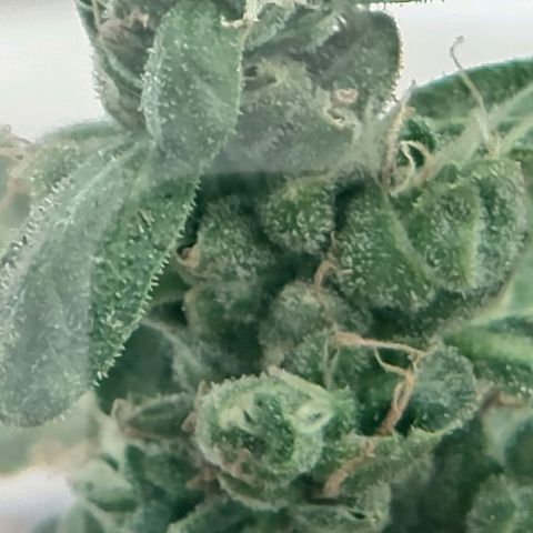 Gorila blue  growlog timeline photo