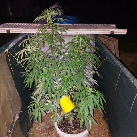 Gorila blue  growlog timeline photo