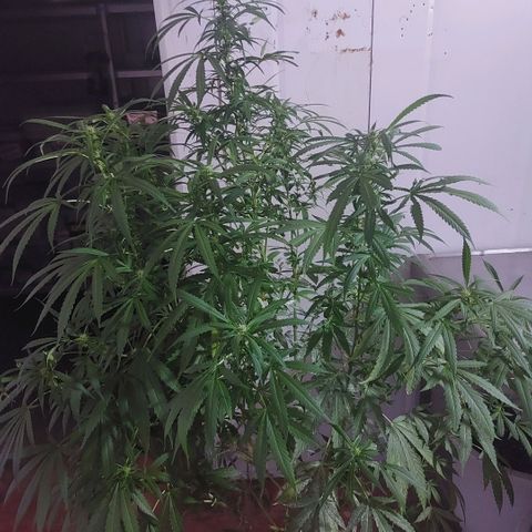 Gorila blue  growlog photo: Rezar flotar 
