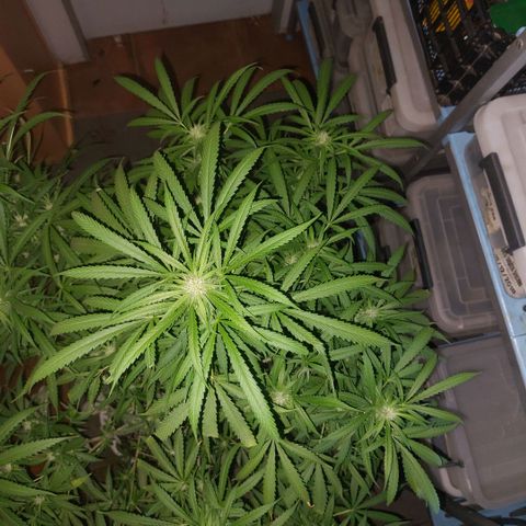 Gorila blue  growlog photo: Empezando floración 