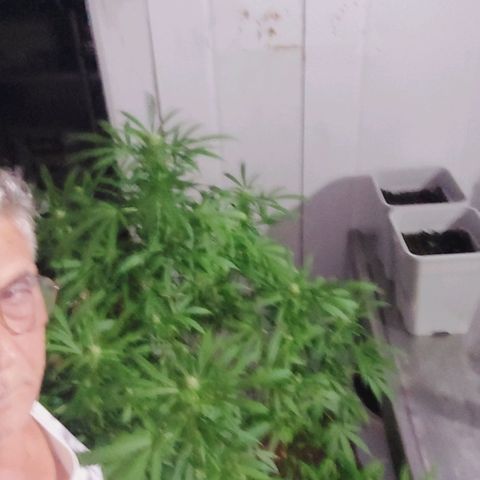 Gorila blue  growlog photo: Empezando floración 