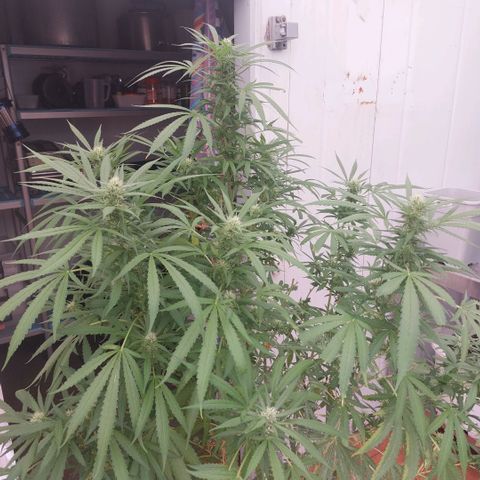 Gorila blue  growlog timeline photo