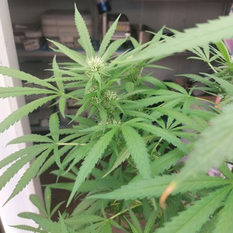 Gorila blue  growlog timeline photo