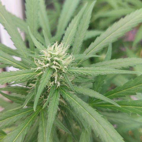 Gorila blue  growlog timeline photo