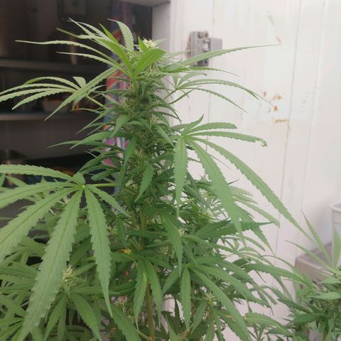 Gorila blue  growlog timeline photo