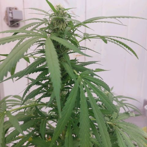 Gorila blue  growlog timeline photo