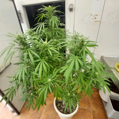 Gorila blue  growlog timeline photo