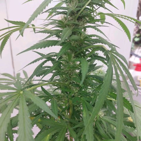Gorila blue  growlog timeline photo