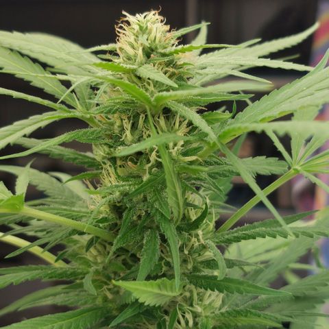 Gorila blue  growlog timeline photo