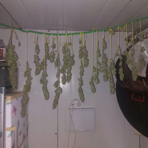 Gorila blue  growlog photo: Secando 