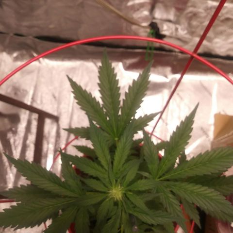 HK-Eddy growlog photo