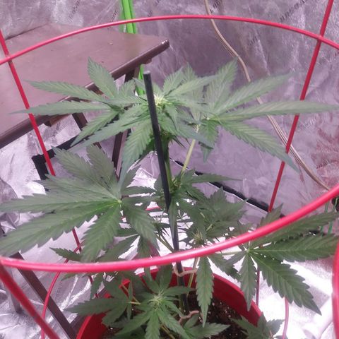 HK-Eddy growlog photo