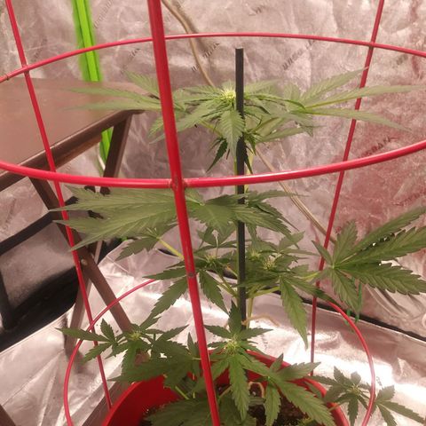 HK-Eddy growlog photo