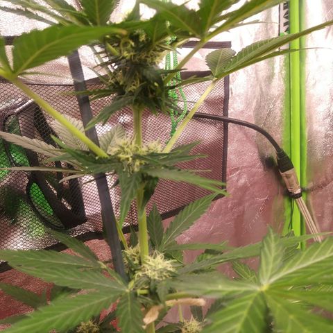 HK-Eddy growlog timeline photo