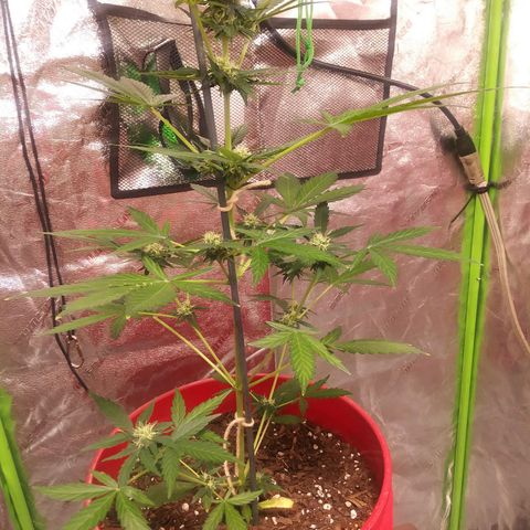 HK-Eddy growlog photo