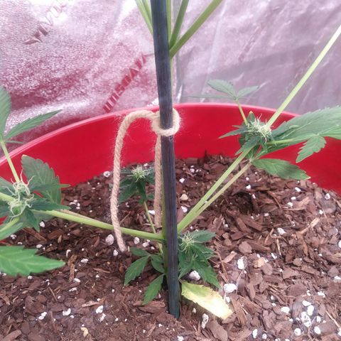 HK-Eddy growlog timeline photo