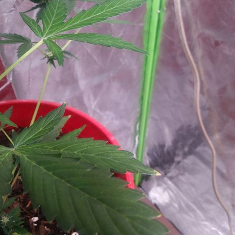 HK-Eddy growlog timeline photo