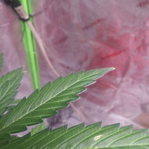 HK-Eddy growlog timeline photo