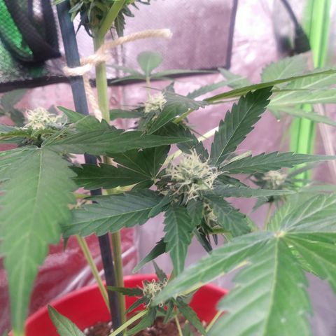 HK-Eddy growlog timeline photo