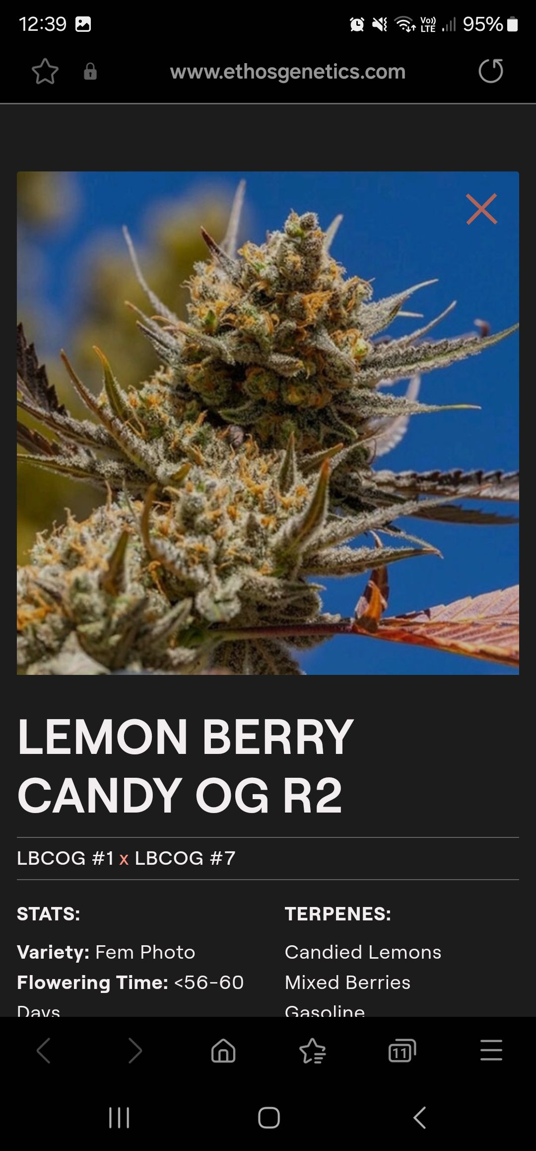 LEMON growlog header