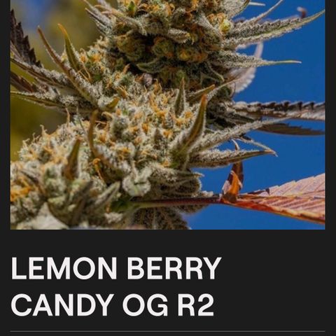 LEMON growlog photo