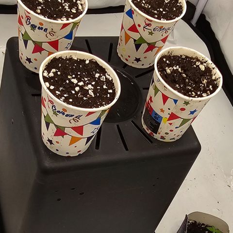 LEMON growlog photo
