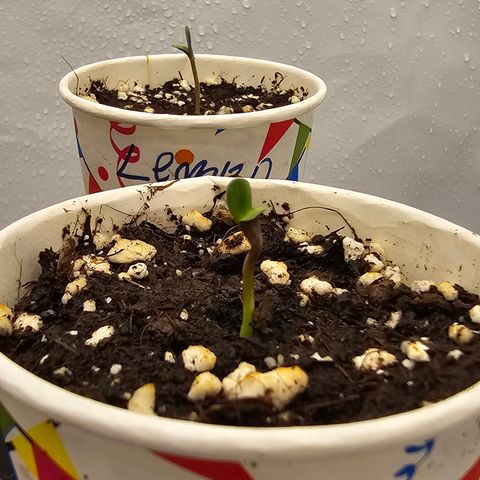 LEMON growlog photo