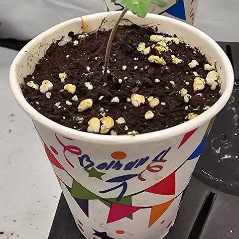 Banana Daddy R1 growlog timeline photo
