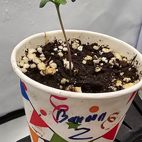 Banana Daddy R1 growlog timeline photo