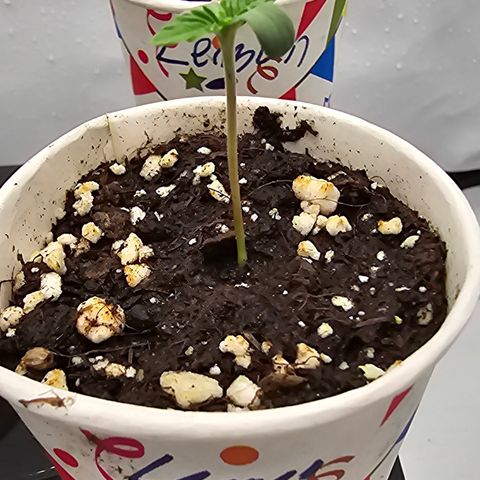 LEMON growlog photo