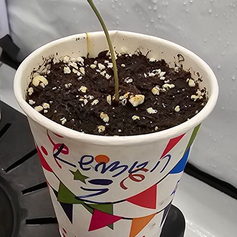 LEMON growlog photo
