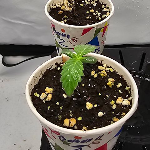 Banana Daddy R1 growlog timeline photo
