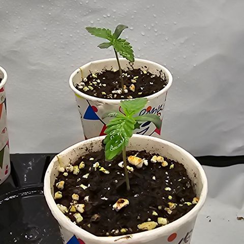 LEMON growlog timeline photo