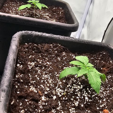 Banana Daddy R1 growlog photo: Start Autopot