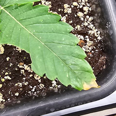 LEMON growlog timeline photo