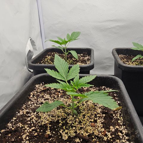 LEMON growlog timeline photo