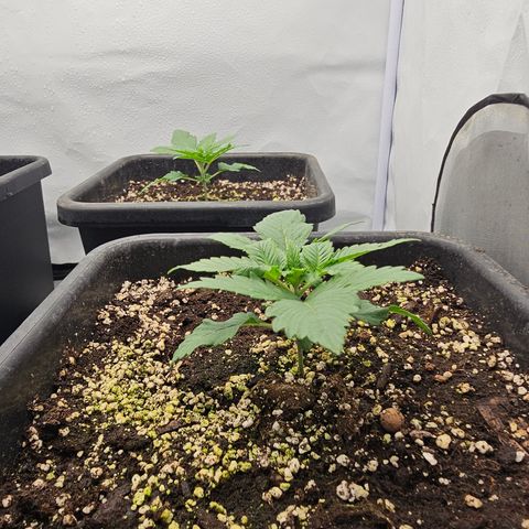 Banana Daddy R1 growlog timeline photo