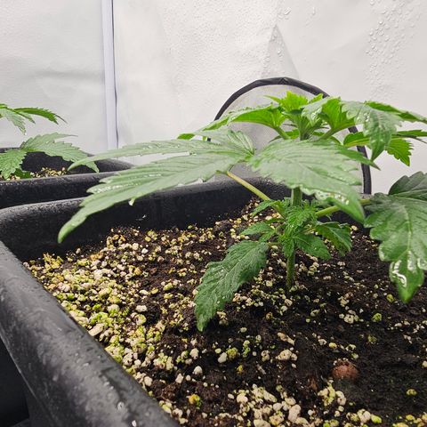 Banana Daddy R1 growlog timeline photo