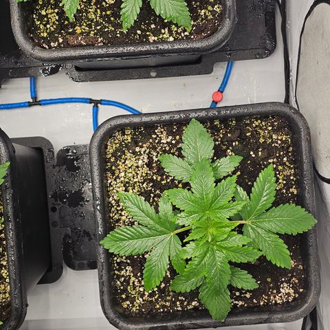 Banana Daddy R1 growlog timeline photo