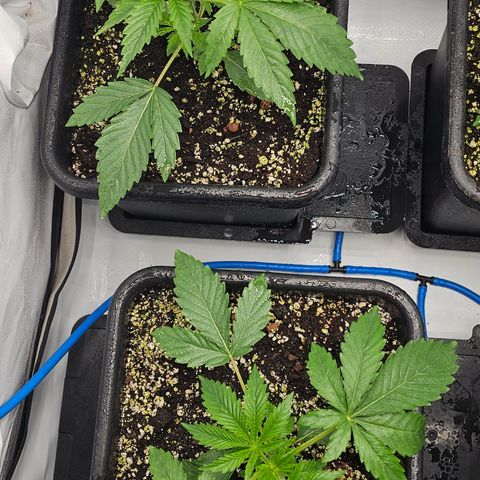 LEMON growlog timeline photo