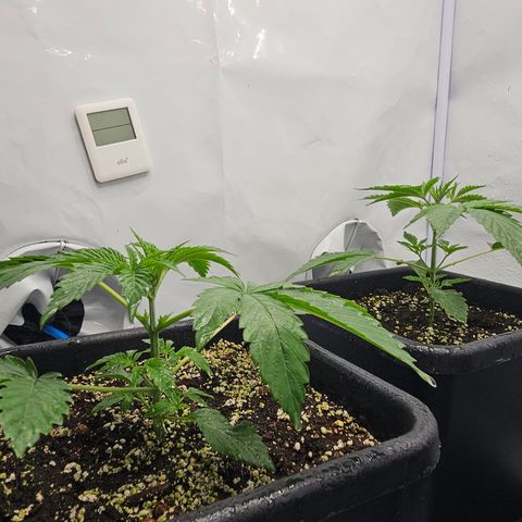 LEMON growlog timeline photo