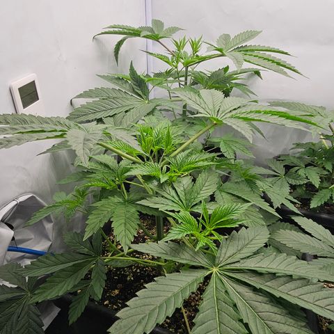 LEMON growlog timeline photo