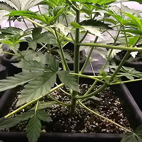 LEMON growlog timeline photo