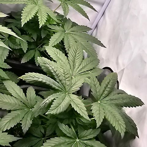 Banana Daddy R1 growlog timeline photo