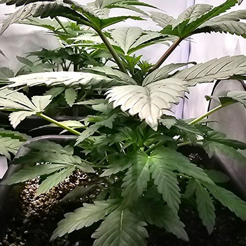 Banana Daddy R1 growlog timeline photo