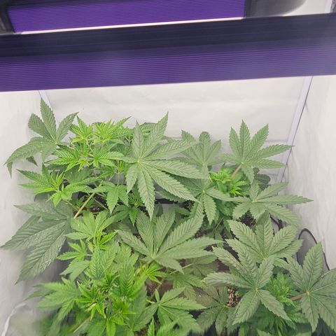 LEMON growlog timeline photo