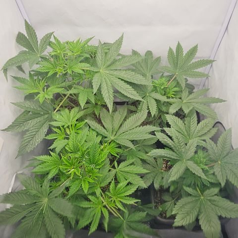 Banana Daddy R1 growlog timeline photo